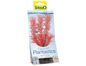 Tetra - Red Foxtail 15cm rastlina plast. S