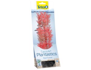 Tetra - Red Foxtail 23cm rastlina plast. M