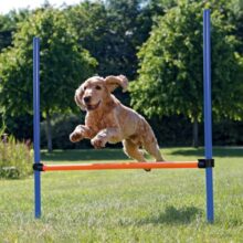 Výcvik psov a šport