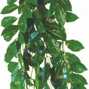 Happet FICUS 50cm - terárijná rastlina