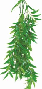 Happet FICUS LONGIFOLIA 50cm - terárijná rastli
