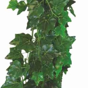 Happet HEDERA HELIX 50cm - terárijná rastlina