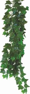 Happet HEDERA HELIX 50cm - terárijná rastlina