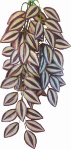 Happet TRADESCANTIA ZEBRINA 50cm - terárijná ra