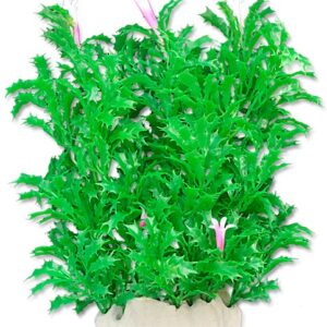 Happet Velká plastová rastlina 20cm 2F18