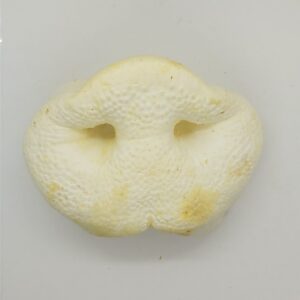 VitaFit bravčový rypáčik biely 1000g