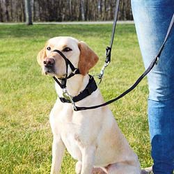 Trixie Top Trainer training harness