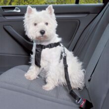 Bezpečnostné pásy pre psov