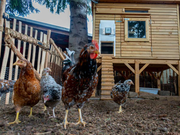 Komplet automatického otvárania a zatvárania kurína JOSTechnik HK-Bat 23x34 R – Obrázok 3