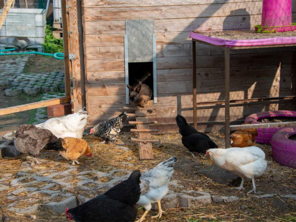 Komplet automatického otvárania a zatvárania kurína JOSTechnik HK-Bat 23x34 D – Obrázok 3