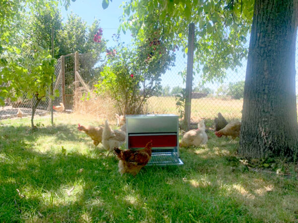 Nášľapné kŕmidlo pre sliepky, pozinkované GAUN 11225 - 20 kg – Obrázok 3