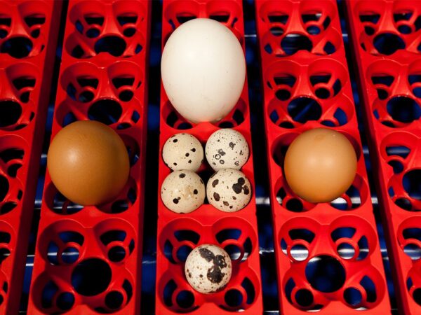 Automatická liaheň na vajcia BOROTTO LUMIA 56 AUTOMATIC – Obrázok 3