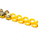 Liska na prepeličie vajcia pre liahne CIMUKA QT13