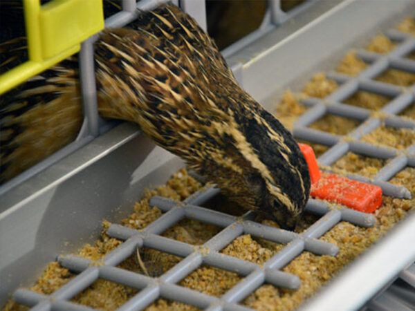 Mriežka do kŕmidla CIMUKA FD-GRL – Obrázok 2