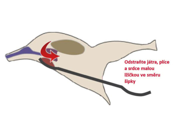 Nerezová lyžica k vyháčkovaniu vnútornosti SPIUMATRICE DIT EV – Obrázok 3
