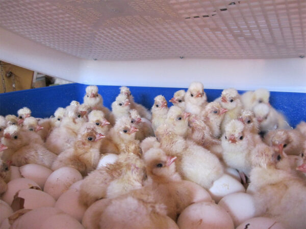 Plne automatická liaheň na vajcia BOROTTO REAL 24 EXPERT – Obrázok 3