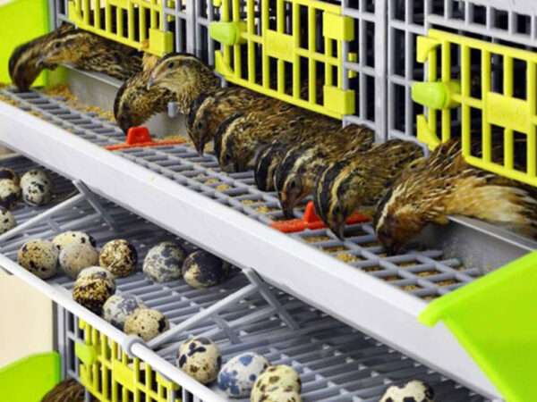 Prídavná klietka pre prepelice CIMUKA BYK-03-TA – Obrázok 3