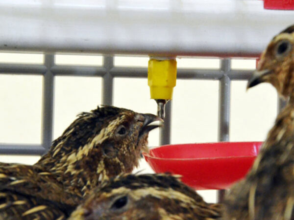 Prídavná klietka pre prepelice CIMUKA BYK-03-TA – Obrázok 4