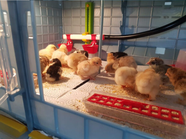 Prídavná odchovňa hydiny CIMUKA CB40-03-TA – Obrázok 4