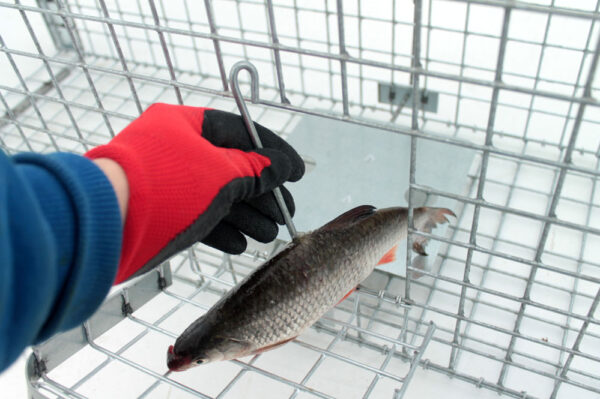 Profesionálna pasca na líšky, kuny, vydry a mačky TRAP ST118x34x34V2 – Obrázok 4