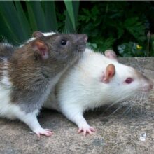 Potkany, myši a pieskomily