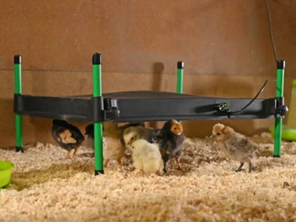 Umelá kvočná s termostatom KERBL 70421 COSYHEAT, 40x50cm, 50W