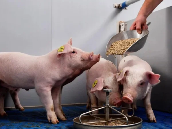 Nerezová kŕmna miska pre prasiatka KERBL 222854 – 2 l, priemer 25 cm