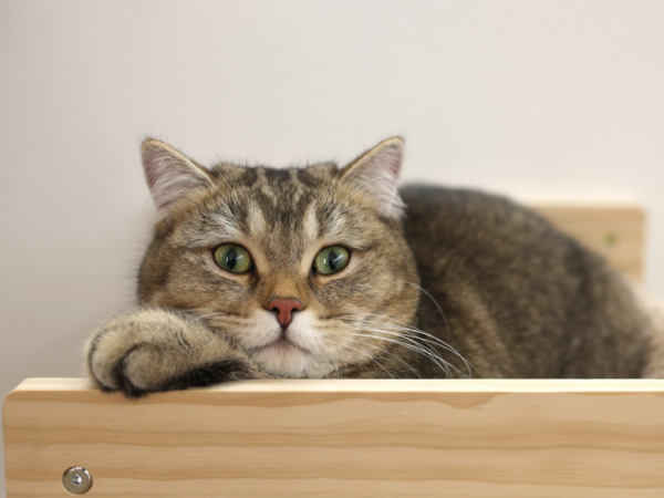 Nástenné odpočívadlo pre mačky KERBL 80917 TIMBER 38x33, 5x16cm, prírodné/taupe – Obrázok 4