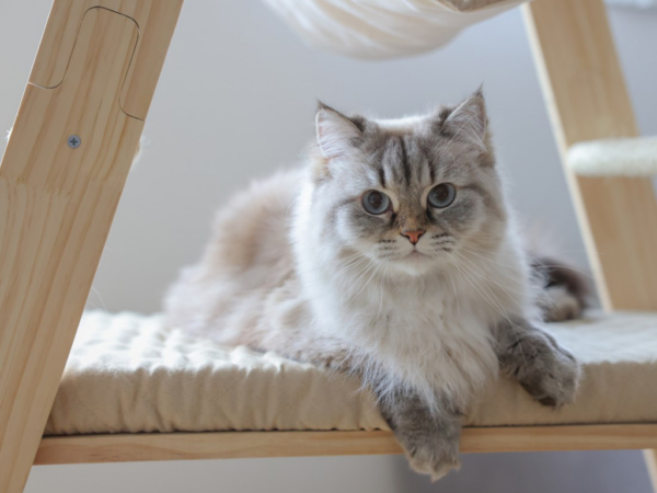 prírodná / béžová