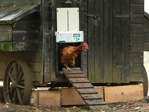 Komplet automatického otvárania a zatvárania kurína CHICKEN GUARD ALL IN ONE – Obrázok 2