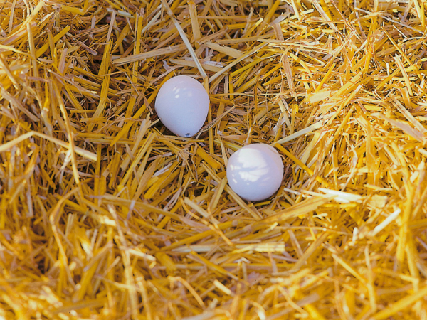 Keramický podkladok pre sliepky KERBL 73004 umelé vajcia 1ks – Obrázok 2