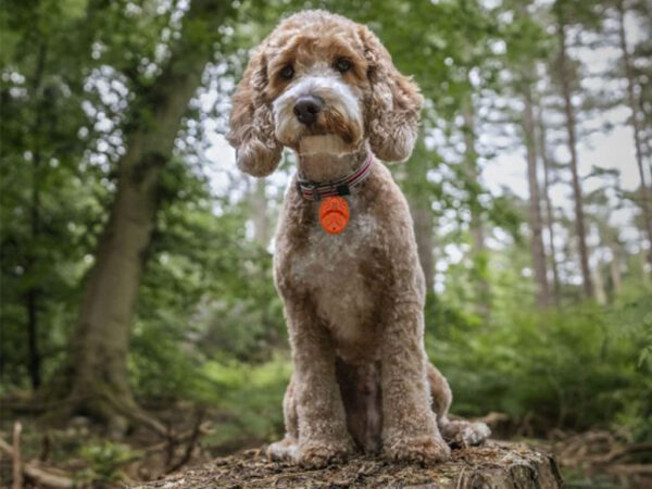 Ultrazvukový odpudzovač kliešťov VIANO OKL-1 - napájanie na batérie 1xCR2032 v balení – Obrázok 2