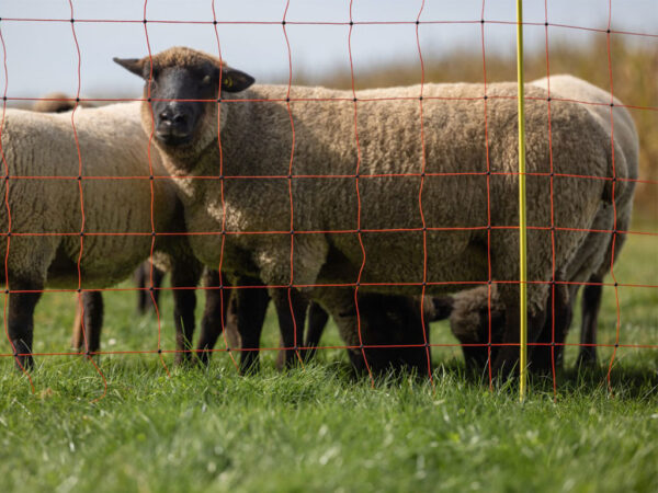 Sieť pre elektrický ohradník pre ovce KERBL 27902 108 cm x 50 m / 1 hrot, oranžová – Obrázok 4