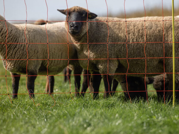 Sieť pre elektrický ohradník pre ovce KERBL 27901 90 cm x 50 m / 2 hroty, oranžová – Obrázok 3