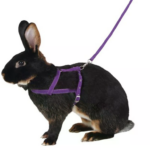 Postroj a vodítko pre králika pre agility KERBL 81761 - vel. L